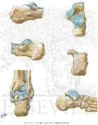 <p>(heel)</p>
