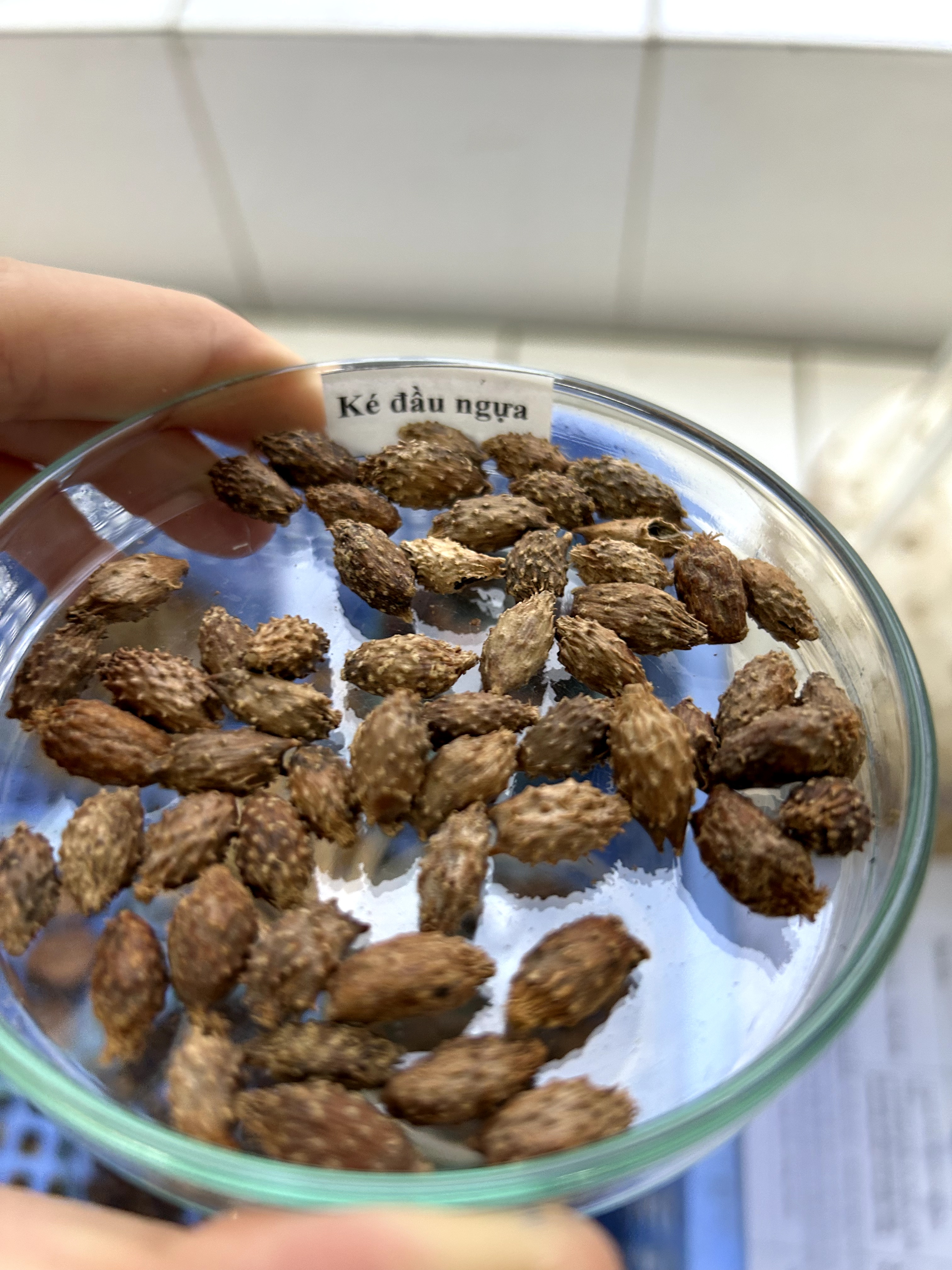 <p>ké đàu ngựa</p>