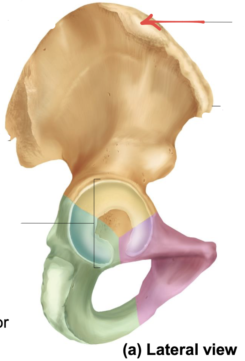 <p>what is this part of the hip?</p>