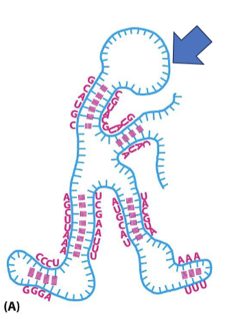<ol><li><p>can easily fold in different confirmations</p></li><li><p>different RNA molecules can make interactions via H bonds with complementarity, as seen during protein translation (codons/anticodons)</p></li></ol><p></p>