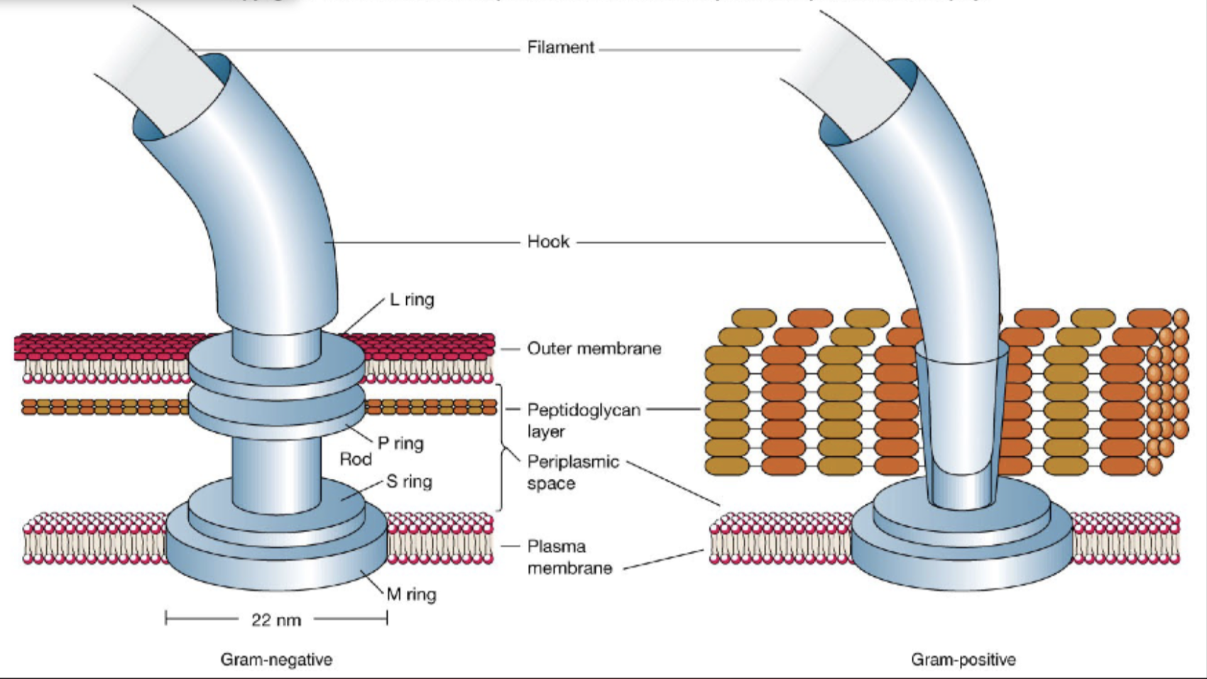 <p>Gram-positives have more simple flagellar motor architecture due to lack of outer membrane</p>
