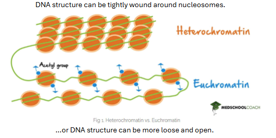 <p>If DNA is in heterochromatin state, expression of</p><p>genes in that area is __ . But if it is in the euchromatin state, expression in that area is __</p>