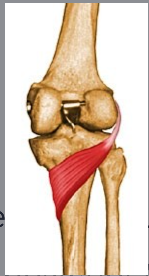 <p>origin: lateral condyle of femur insertion: posterior surface of proximal tibia</p>