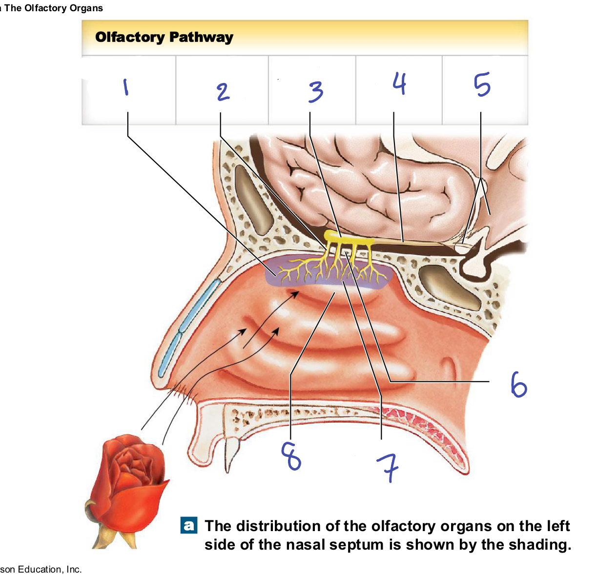 <p>superior portion of the nasal cavity, cribriform plate </p><ul><li><p>includes </p><ul><li><p>olfactory sensory neurons </p></li><li><p>supporting cells </p></li><li><p>basal epithelia cells </p></li></ul></li></ul><p></p>