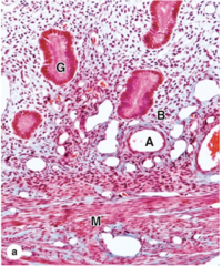 <p>Which layer of the uterine wall is the thickest?</p>
