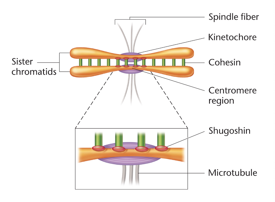 <p><span><strong>Cohesin</strong></span> </p>