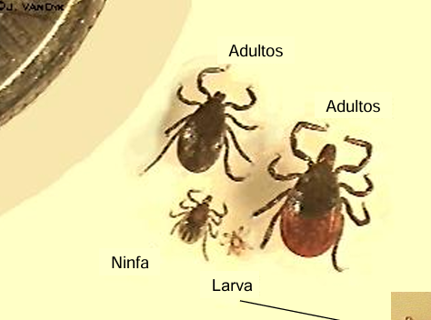 <p>são <strong>holometabólicas </strong></p><p>ovo → larva → ninfa → adulto </p>