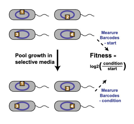 <p>forward genomics tool</p><ul><li><p>importance of thousands of genes assayed simultaneously in one pot</p></li><li><p>all tn strains grown together in same culture and compete</p></li><li><p>important genes for fitness IDed through NGS</p></li></ul><p></p><p>genes providing benefits under certain conditions get DEPLETED during tn seq</p><p></p>