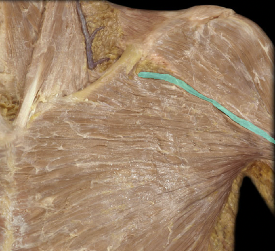 <p>Identify the blood vessel of the upper extremity</p>