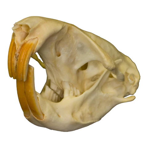 <p><span>Myomorphous with nonperforated maxilla; external cheek pouches</span></p>