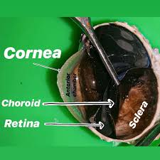 <ul><li><p>dark, highly vascular tissue + between sclera and inner retina</p></li><li><p>supply blood and nutrients to the outer retina and to absorb excess light</p><ul><li><p>#in cows = has the tapetum lucidium</p></li></ul></li></ul><p></p>
