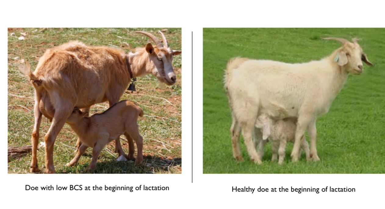 <p>80% of fetal growth, lost of supplemental to maintain health, quality feed maintain BCS, milking ability and fetal development </p><p>High energy and high protein feeds for fetal mass, lactation required protein for milk development, energy for fetal growth and maintain BCS</p>