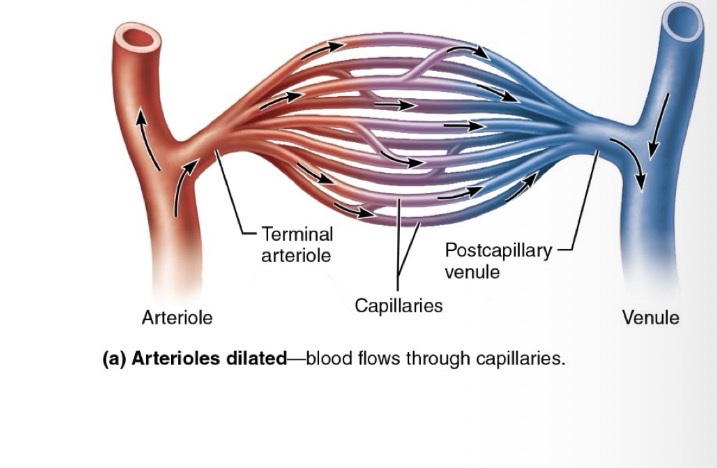 <p>Blood to capillary to interstitial space to tissue</p>