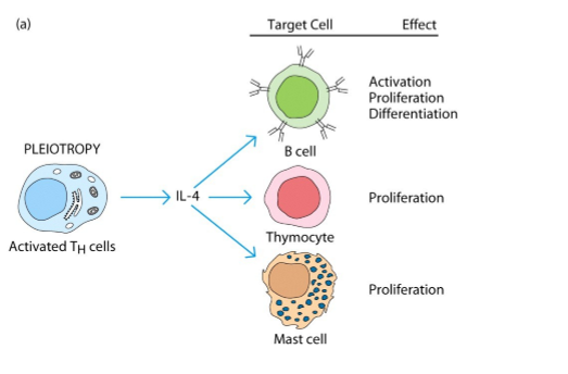 <p>1 cytokine heeft meerdere effecten op verschillende celsoorten (meerdere targetcellen)</p>
