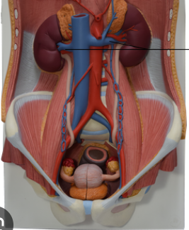 <p>Identify arrow</p>