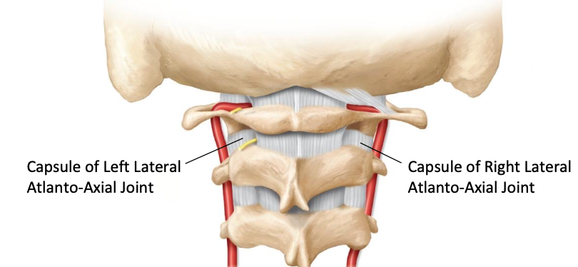 <p>Lateral atlanto-axial joint capsule</p>