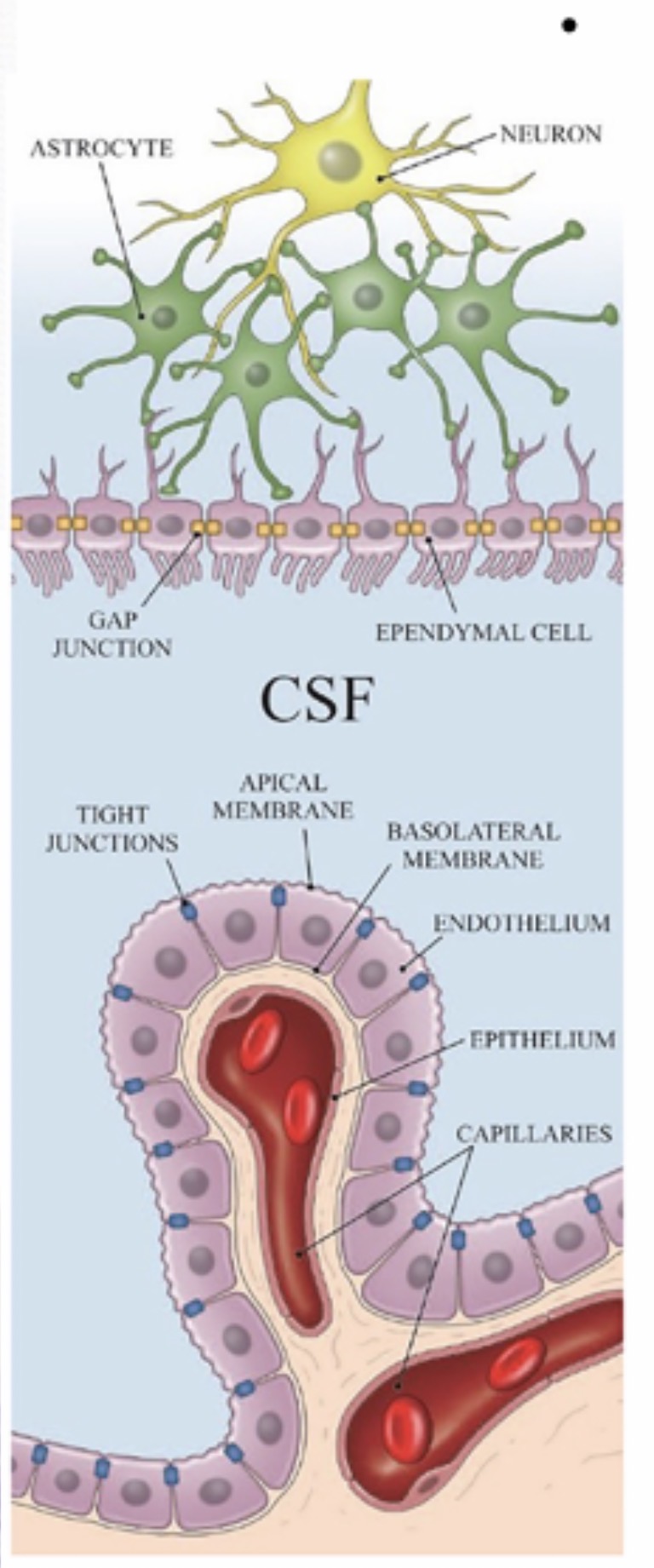 <p><span>Ependymal cells: Function and etc: Line the ventricles and central canal and produce and circulate cerebrospinal fluid (CSF). They are ciliated glial cells and form part of the choroid plexus.</span></p>