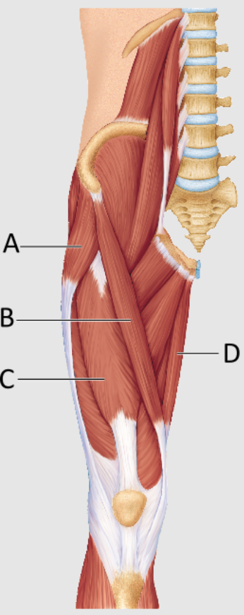 <p>Which of the following letters represents the sartorius muscle?</p>