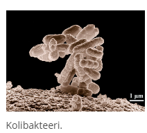 <p>domeeni (ja tumallinen ryhmä jos on)</p>