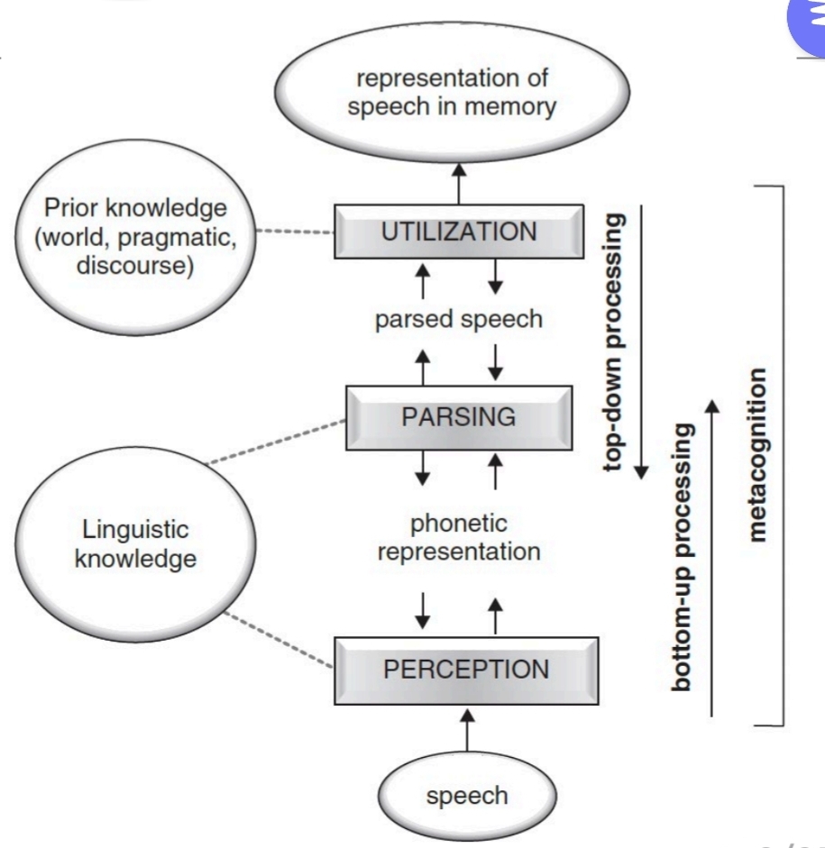<p>Hörverstehen ist ein Zusammenspiel von Wissen(sprachliches, Weltwissen, pragmatisches) und den drei kognitiven Hauptphasen.</p><ol><li><p class="has-focus">Perception (Wahrnehmung): Dekodieren der akustischen Signale, z.B Phoneme erkennen. Linguistisches Vorwissen notwendig. (Hier buttom-up-Prozess)</p></li><li><p class="has-focus">Parsing (Verarbeitung): Die zuvor wahrgenommenen Signale werden in eine mentale Repräsentation ihrer kombinierten Bedeutung umgewandelt. Linguistisches Vorwissen notwendig. Den Lauten einen Sinnzusammenhang/ eine Bedeutung geben. Ergebnis dabei ist die verarbeitete Sprache (parsed speech)(Hier top-down-Prozess)</p></li><li><p class="has-focus">Utilization (Nutzung): Die Ergebnisse der vorherigen Phase werden mit dem bereits vorhandenen Wissen verbunden, es findet ein Abgleich statt. Am Ende gibt es eine Repräsentation der Sprache im Gedächtnis und die Informationen werden dort gespeichert. </p></li></ol><p class="has-focus">Dabei ist die Metakognition die Kontrollinstanz für alle drei Phasen, die den gesamten Prozess beeinflusst. <br></p><p></p>
