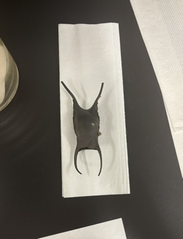 <p>What is this (phylum, subphylum, superclass, order, common name)?</p>