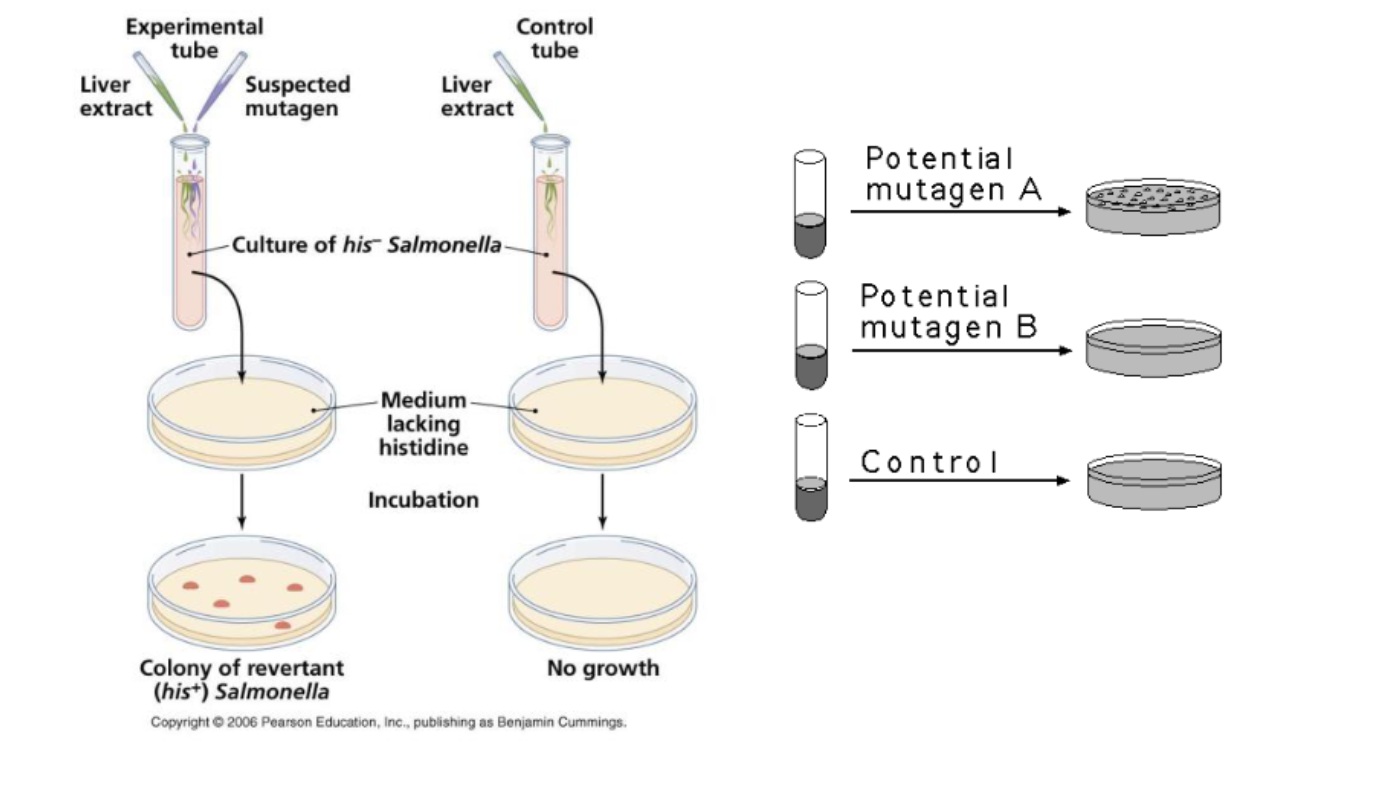 <p>Identifies chemical carcinogens</p><p>Takes <em>mutated</em> salmonella that can’t product amino acid histidine</p><ul><li><p>mix it w/ mutagen that made it so it could not produce histidine</p></li><li><p>put it on a medium w/out amino acid histidine</p></li><li><p>growth/colonies suggests the chemical the bacteria was exposed to had mutagenic properties strong enough to undo the mutation and revert it back to its natural state (where it can produce its own histidine)</p></li></ul><p>Used to test how carcinogenic/mutagenic certain chemicals are</p><p></p>