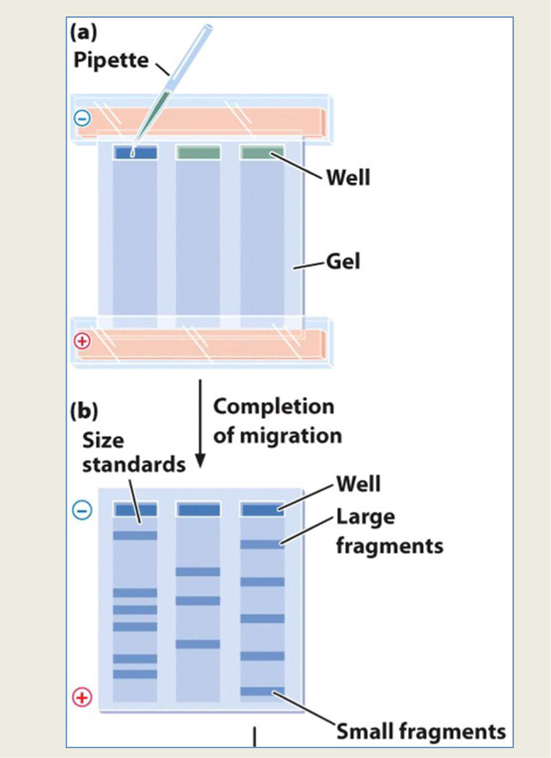 <p>used to separate molecules based on their size </p>