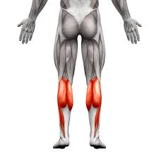 <p>Calf muscle</p>