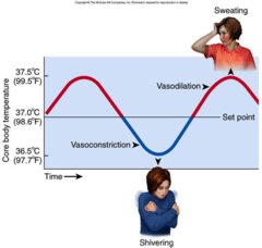 <p>The process of keeping a constant body temperature. For example, sweating or shivering.</p>
