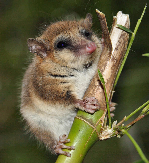 <p>Monito del monte</p><ul><li><p>South America</p></li><li><p>polyprotodont</p></li><li><p>polydactylus</p></li></ul><p></p>