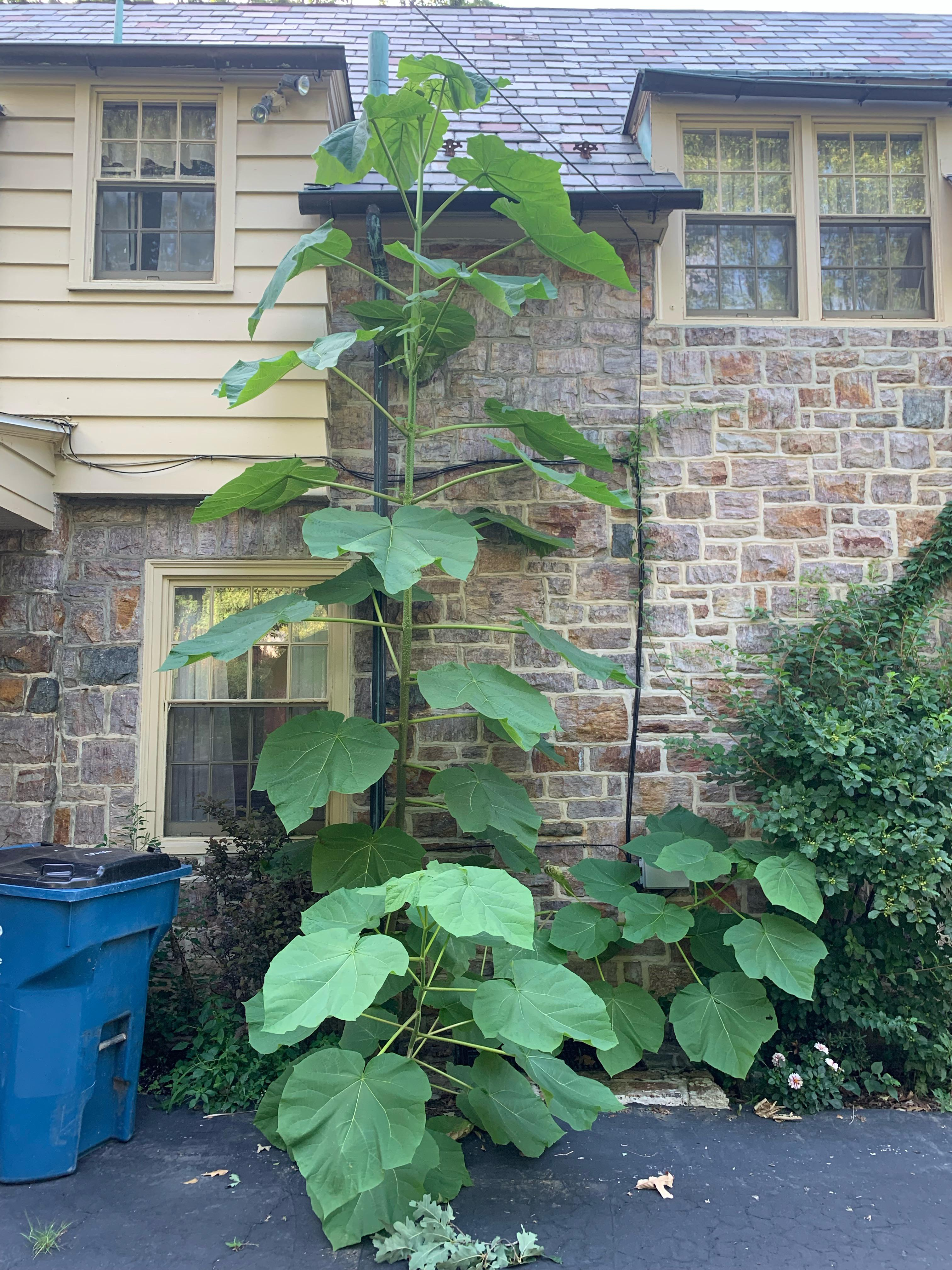 <p>a fast-growing deciduous tree identified by <mark>massive heart-shaped leaves, showy clusters of fragrant lavender flowers blooming before leaves appear in spring, white-spotted lenticels on twigs, hollow chambers in the stem pith, and persistent woody seed pods</mark></p>