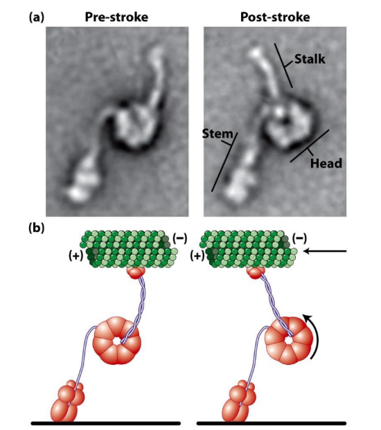 <p>Dynein power stroke = driven by ATP hydrolysis </p><p>Electron micrographs before + after power stroke </p><ul><li><p>Δ angle b/w stem + stalk domains </p></li></ul><p></p>