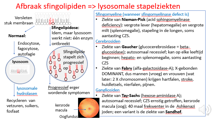 <p>autosomaal recessief</p>
