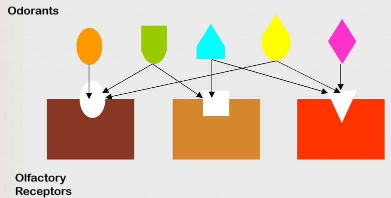 <p><span>A single odorant is recognized by multiple receptors and a single odorant receptor can recognize multiple odorants.</span></p>