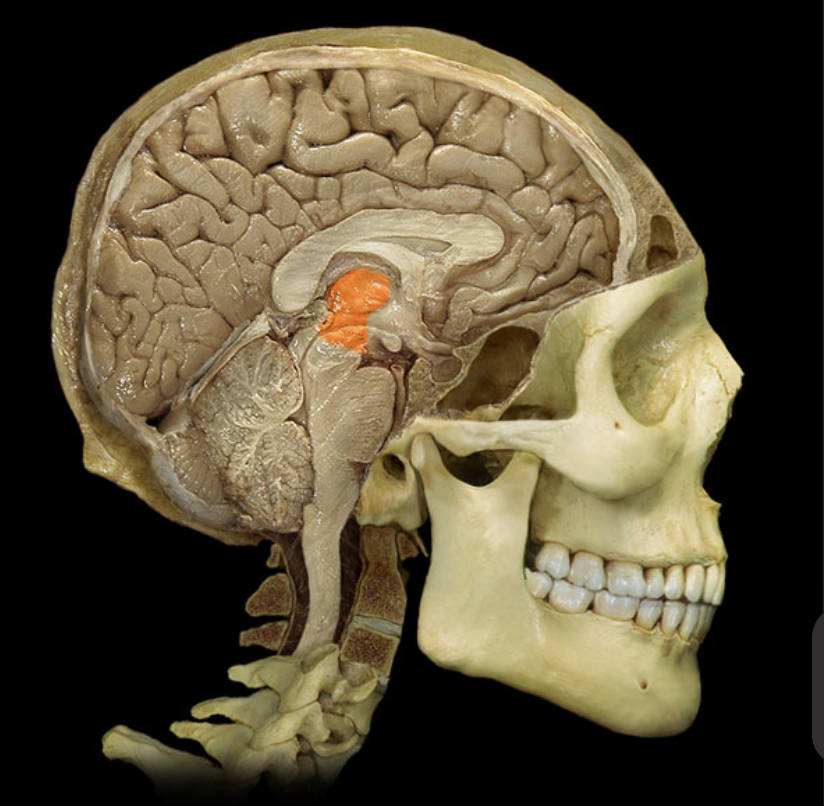 <p>What brain part is this?</p>