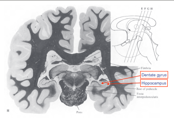 <p>connected to hippocampal formation</p>