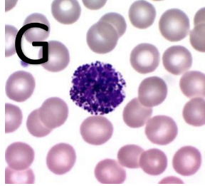 <p>What type of cell is this?</p>