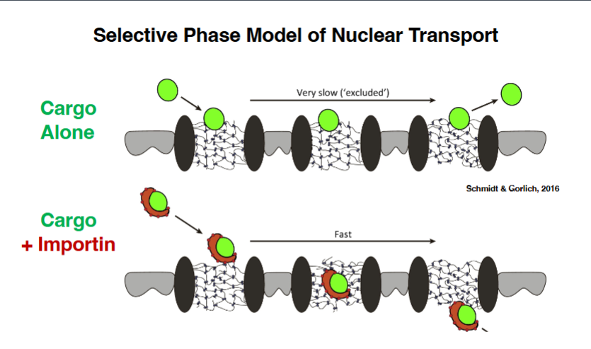 <p><span style="background-color: transparent;"><strong>How Importin Enables Passage Through the NPC — The Selective Phase Model</strong></span></p>