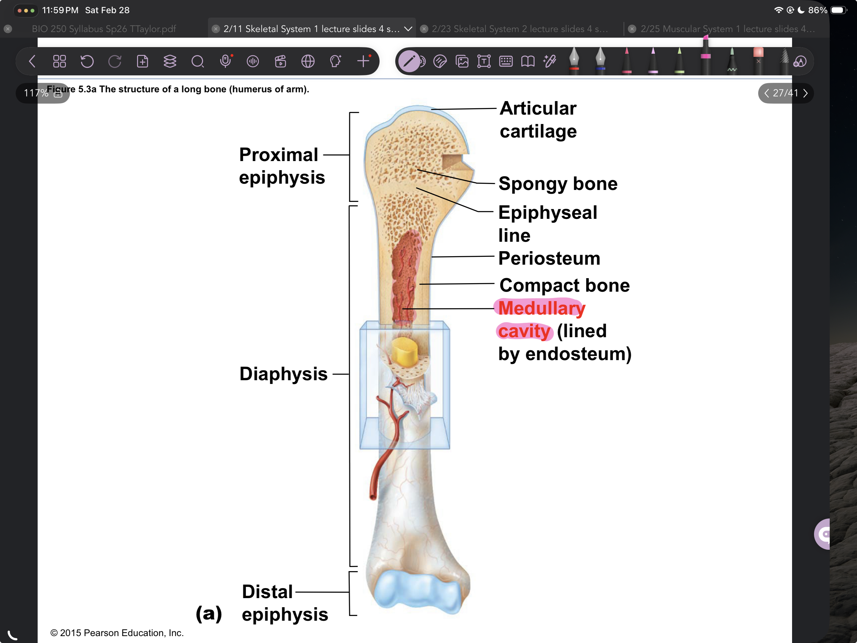 <p>Marrow(medullary) cavity (Gross Anatomy of LONG Bones)</p>