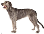 <p>welk type hond is dit</p>