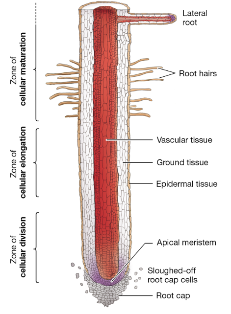 <p>Root Growth Zones</p>
