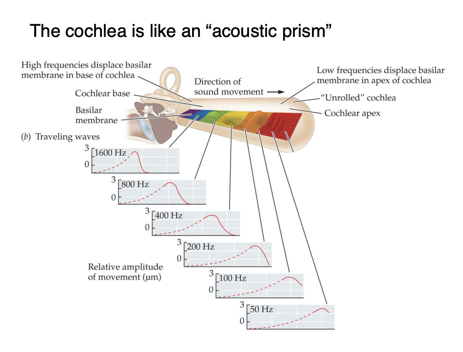 <ul><li><p>Apex of cochlea, low frequency (right)</p></li><li><p>Base of cochlea: high frequency (left)</p></li></ul><p></p>