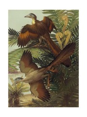 <p>1) To help escape from predators </p><p>2) To help catch flying or speedy prey</p><p>3) To help move from place to place faster </p><p>4) To free the hind legs for use as weapons </p><p>5) To gain access to new food sources </p><p>6) To gain access to an unoccupied niche</p>