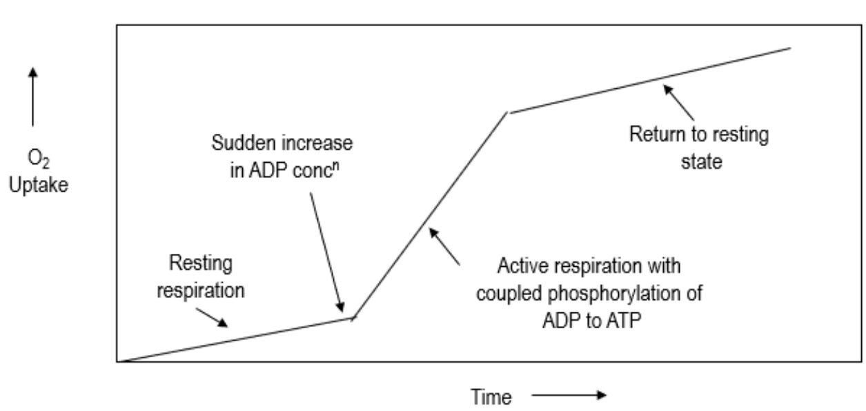 <ul><li><p>ATP synthesis is regulated by the energy <em>needs </em>of the cell</p></li><li><p>Depends on the mass action ratio [ATP] / [ADP][Pi] (product/substrate)</p></li><li><p>High energy energy, lots of ATP, low ADP → respiration is resting </p></li><li><p>ATP decrease, ADP increase → increase in respiration, coupled with oxidative phosphorylation, mass action ratio is low</p></li><li><p>ATP and ADP back to normal → respiration resting </p></li></ul><p></p>