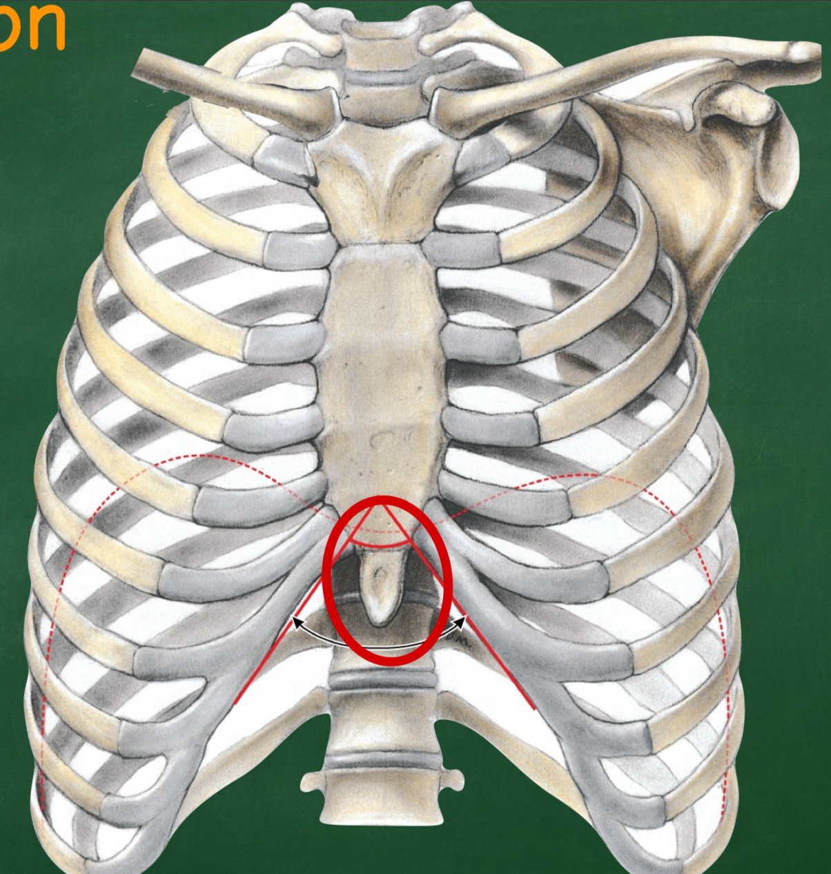 <p>Which part of the sternum is inferior?</p>