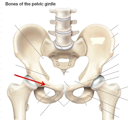 <p>Hip Bone</p>