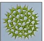 <p>Colonial Cellularity Characteristic</p>