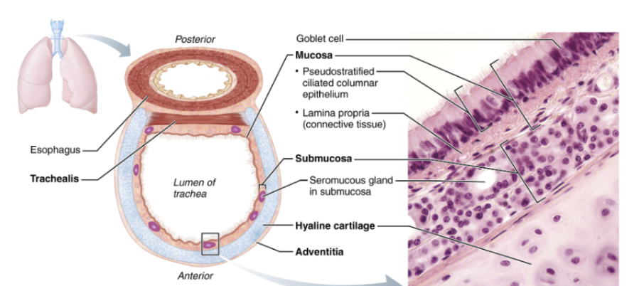 <ul><li><p><span style="background-color: transparent;">A flexible and mobile airway</span></p></li><li><p><span style="background-color: transparent;">10-12 cm in length, has a diameter of approx 2.5cm</span></p></li><li><p><span style="background-color: transparent;">It has pseudostratified ciliated columnar epithelium</span></p></li><li><p><span style="background-color: transparent;">The cilia move mucus towards the pharynx. Smoking is bad because it destroys cilia, resulting in only coughing being able to clear mucus.</span></p></li></ul><p></p>