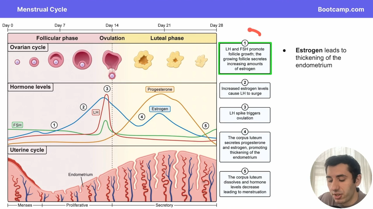 <p>Menstruation </p>