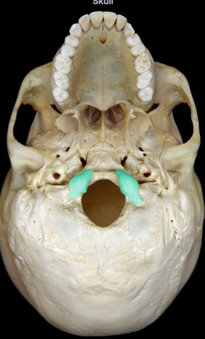 <p>Name this bone </p>